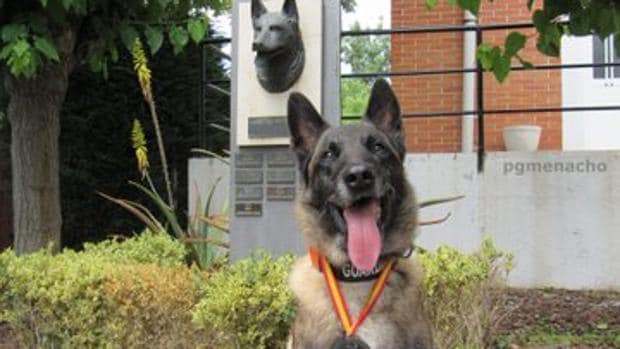 Muere Elton, el perro de la Guardia Civil que encontró el cadáver de Diana Quer