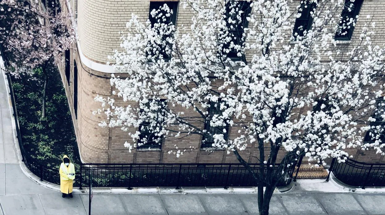 Un cerezo en flor en una calle de Brooklyn, Nueva York