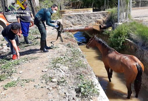 El caballo rescatado en Jacarilla por la Guardia Civil