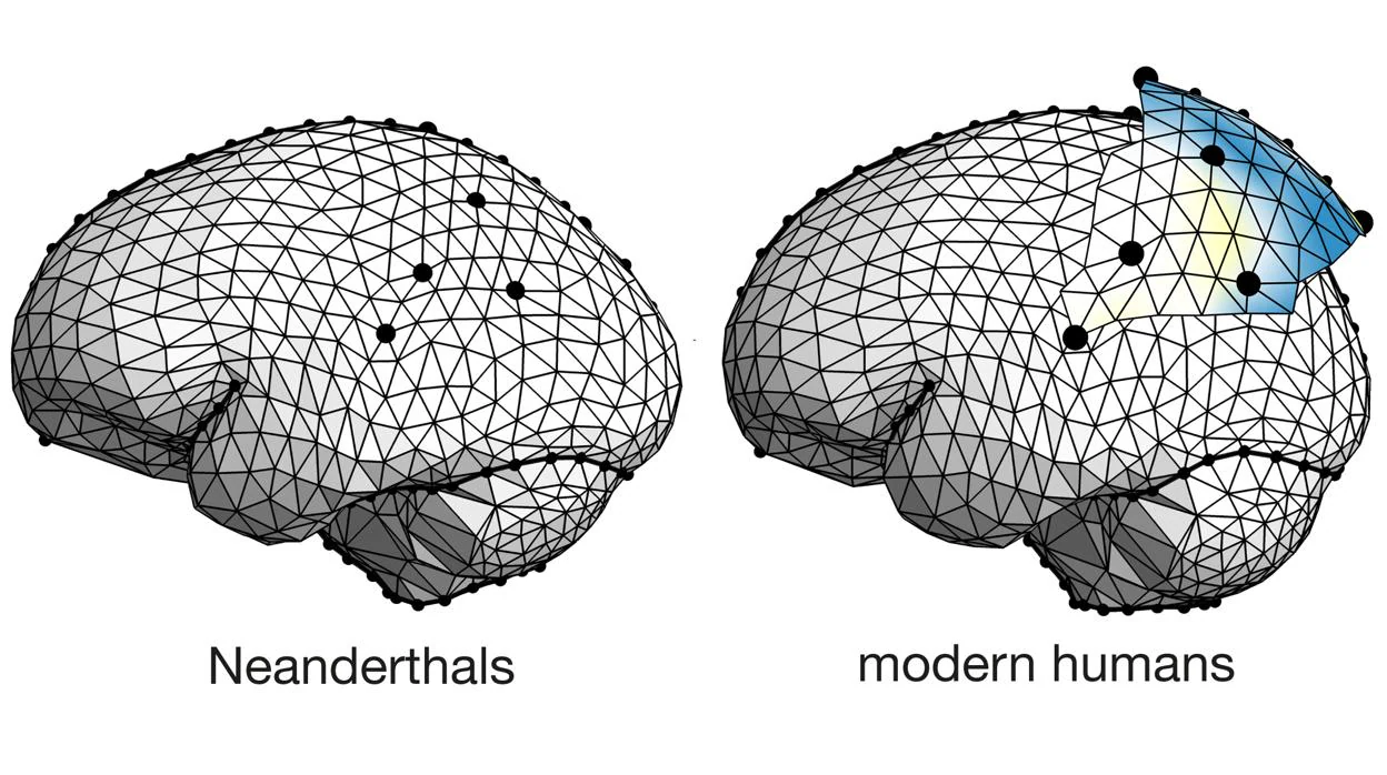 El Grupo de Paleoneurología del CENIEH publica un artículo que sugiere que la forma más redonda de nuestro cerebro se debe en parte a que los lóbulos parietales son, en promedio, más grandes y más abultados