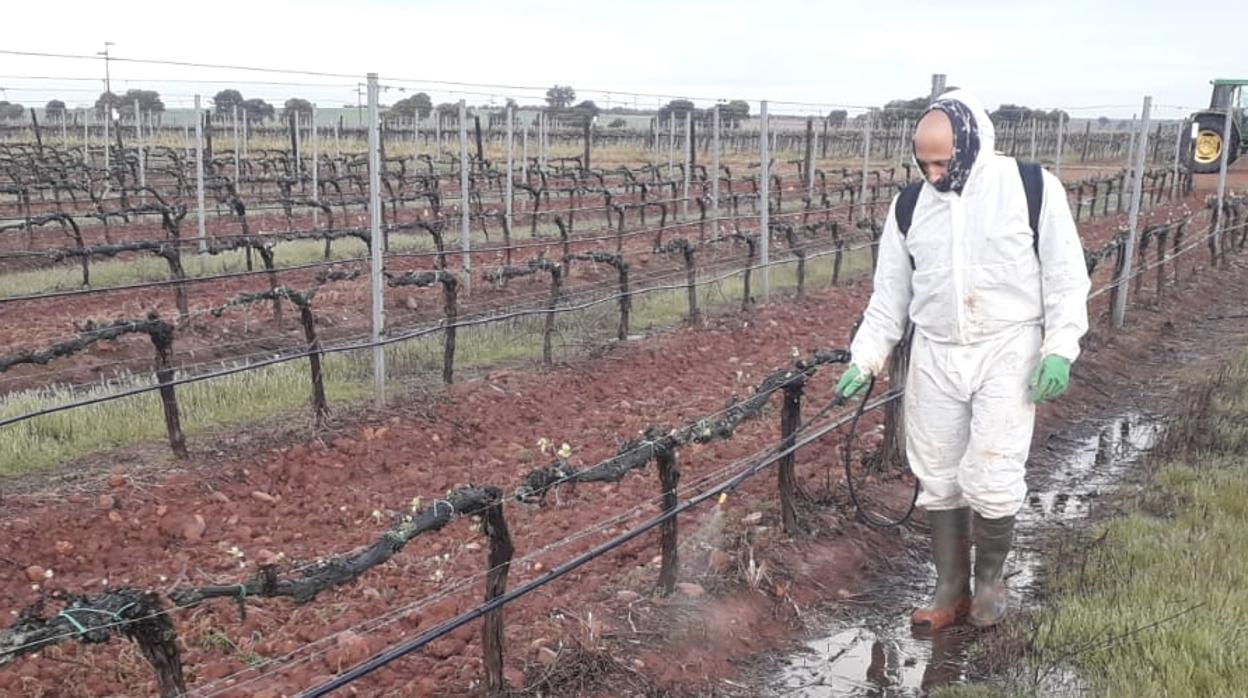 Francisco Javier Rodríguez en plena faena fumigando las viñas