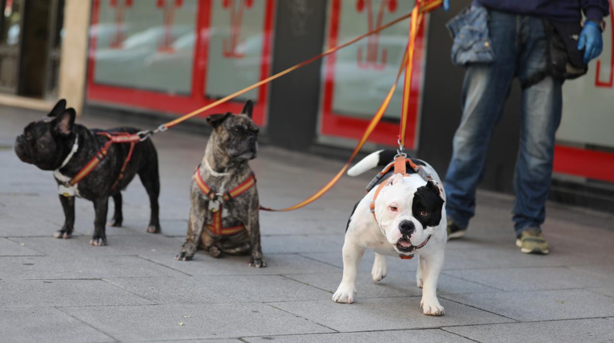 Imagen de archivo de mascotas en la calle durante la crisis del coronavirus