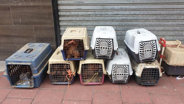 Detectado un criadero ilegal de perros de raza Yorkshire con 52 animales en Valladolid