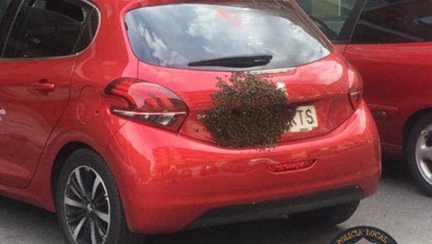 Un enjambre de abejas en la matrícula de un coche aparcado en una calle de Toledo