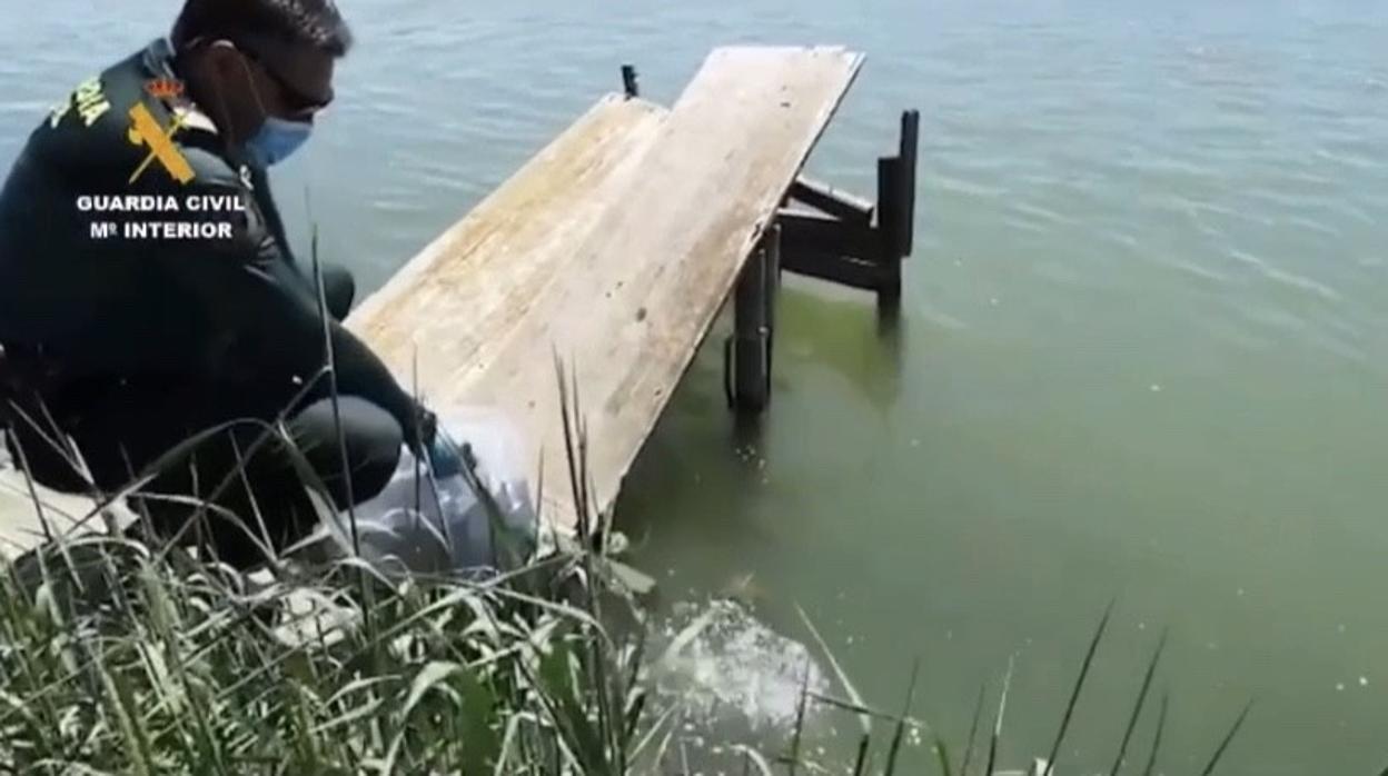 El cuerpo policial interceptó más de 700 kilos de crías de anguilas, las cuales fueron liberadas en el Delta del Ebro (Cataluña)