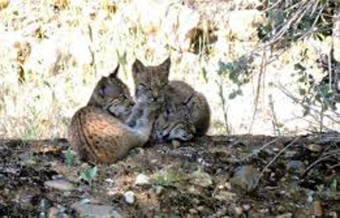 Tres ejemplares de lince ibérico en Castilla-La Mancha