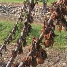 Ramas secas, sin flor ni frutos por la bacteria