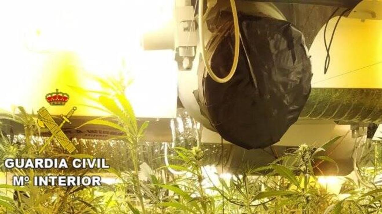 Las plantas de marihuana fueron incautadas en una vivienda de Fuentenovilla
