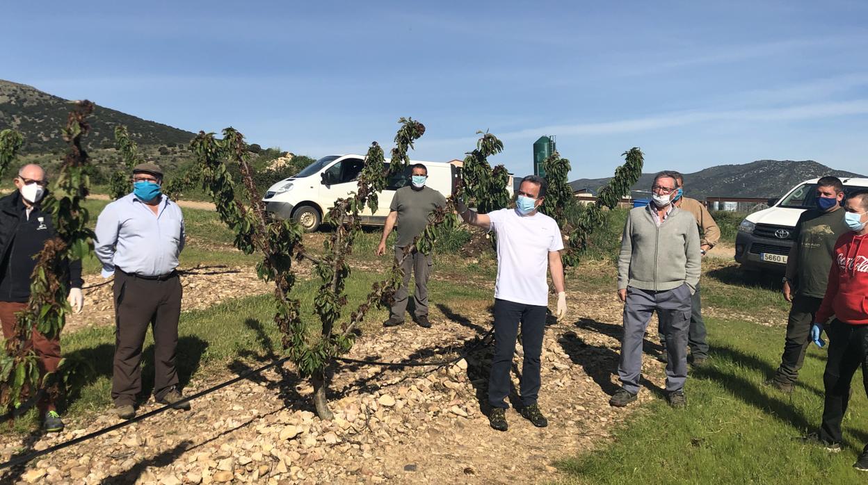 El presidente de la DPZ, Juan Antonio Sánchez Quero (en el centro de la imagen), con el alcalde de Codos y agricultores damnificados, mira uno de los miles de cerezos azotados por el ataque bacteriano