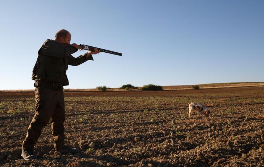 La Junta de Castilla-La Mancha afirma que empieza a haber «problemas serios» por el exceso de animales en el campo