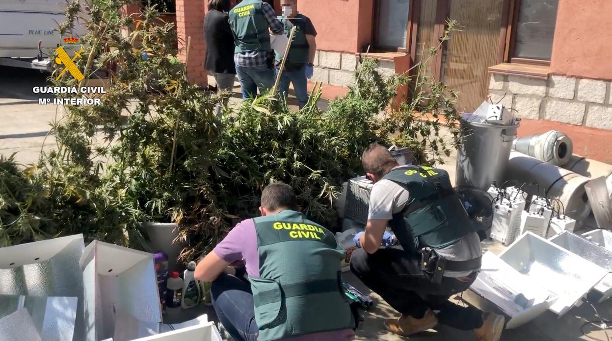 Detenido un matrimonio en El Tiemblo (Ávila) por cultivar marihuana en el interior de su domicilio