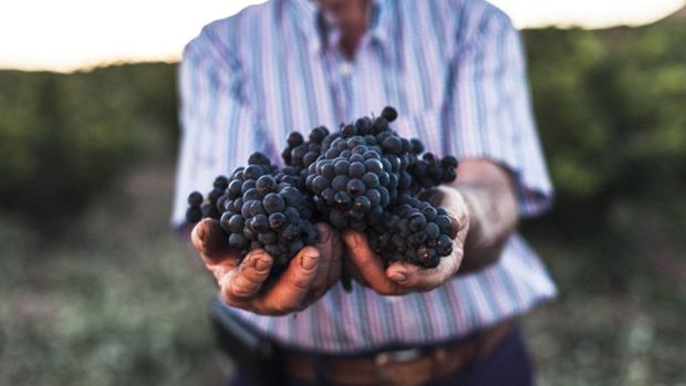Una bodega de vino donará 265.000 euros a la lucha contra el Covid-19