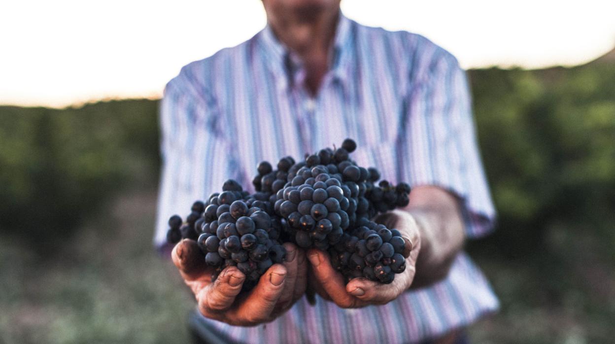 Grandes Vinos y el Club Wine Is Social trabajan juntos en este proyecto solidario