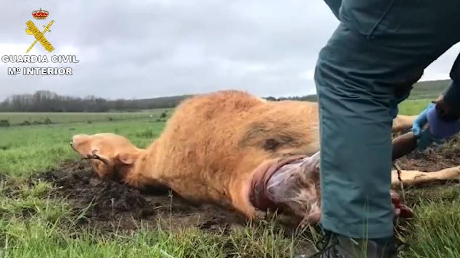 Así auxilia la Guardia Civil a una vaca de parto