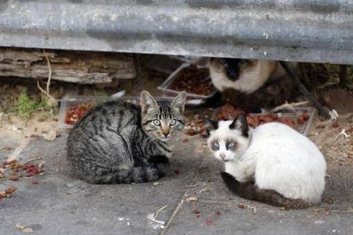 Las colonias de gatos espacen toda la basura por las calles