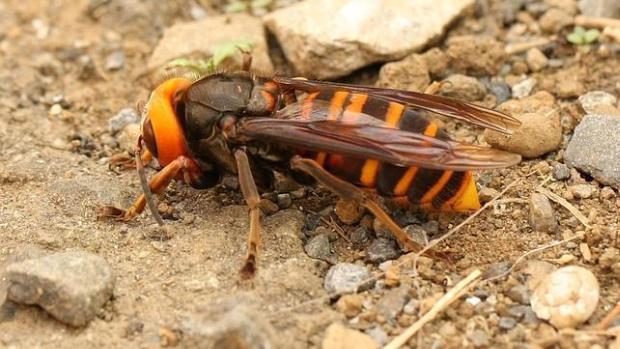 Muere un hombre en Pontevedra tras la picadura de una avispa velutina