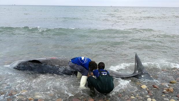 Hallan muerto a un ballenato de dos toneladas en la playa del Marjal dels Moros de Valencia