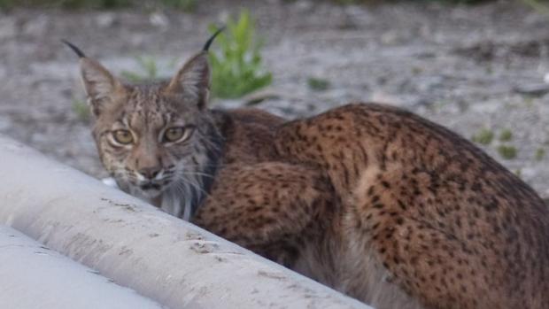 Rescatan a un lince ibérico en una fábrica de cemento de La Sagra