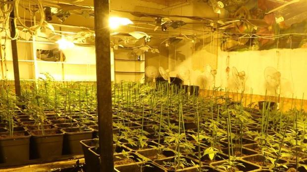 Desarticulada en Albacete una organización criminal internacional que traficaba con cannabis