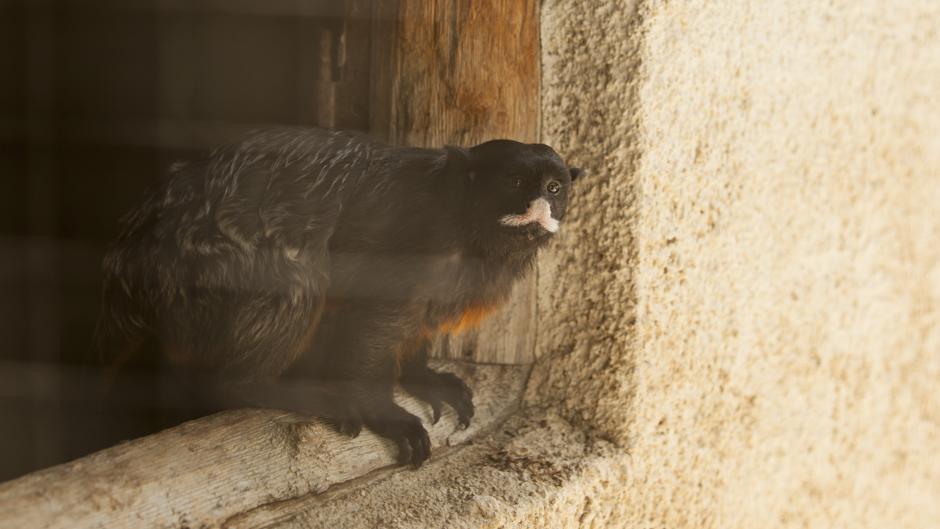 Vídeo: rescatan a un animal exótico prohibido en España y abandonado durante la pandemia del Covid-19