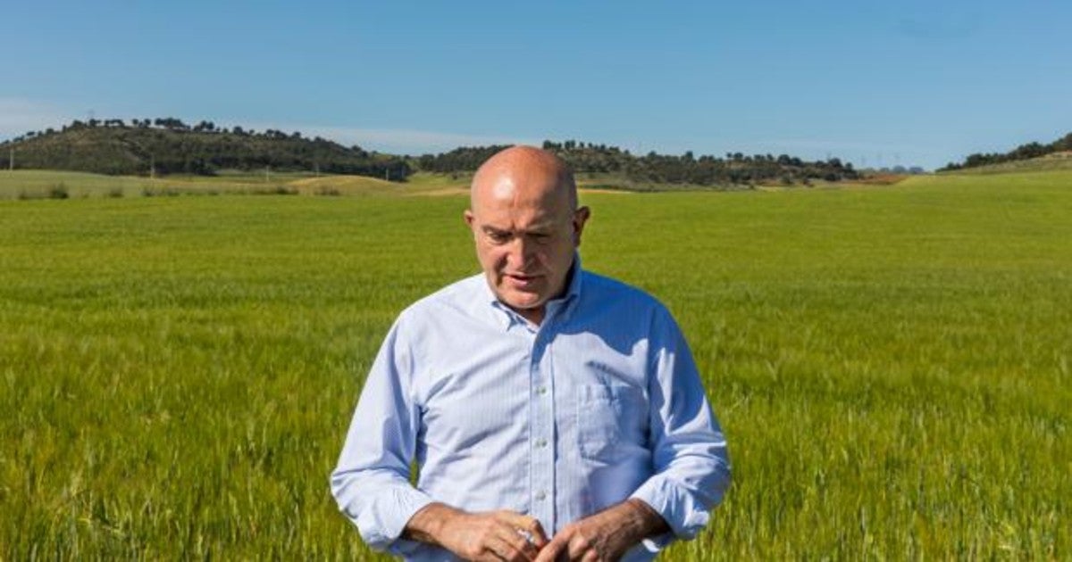 Carnero observa un campo de cereal en las proximidades de la capital vallisoletana