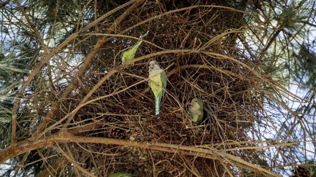 Un grupo de cotorras argentinas en un nido formado en un pino de la Casa de Campo