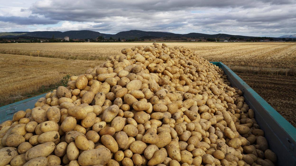 Imagen de las patatas de origen nacional que vende Mercadona