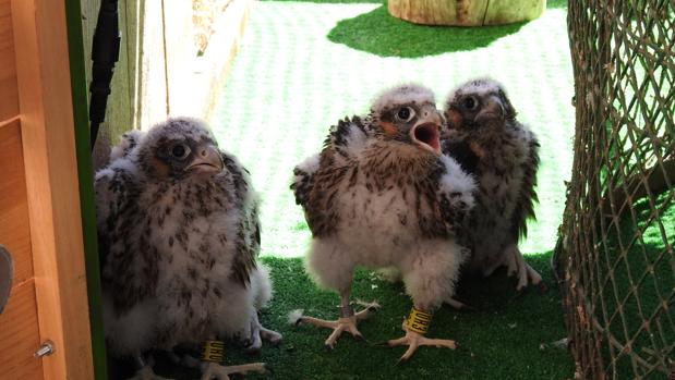 El Alcázar de Toledo será el hogar de cuatro polluelos de halcón peregrino