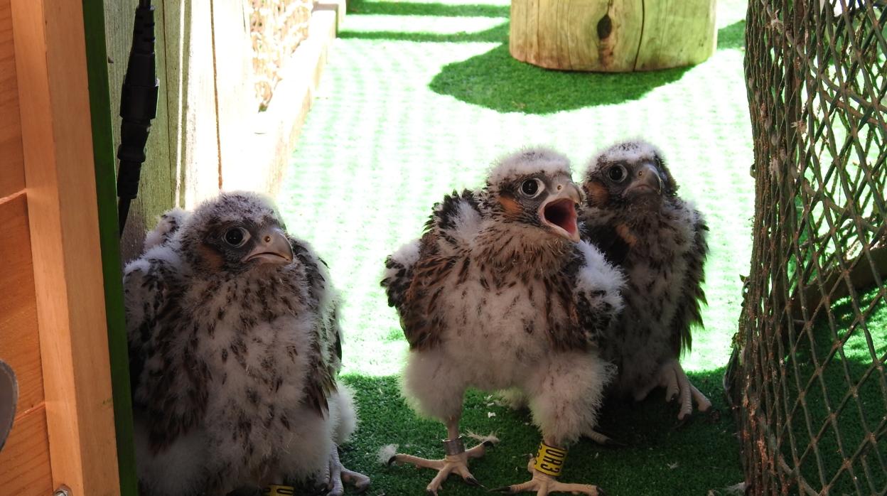 El Alcázar de Toledo será el hogar de cuatro polluelos de halcón peregrino