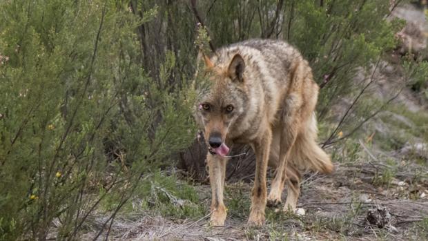 Condenan por primera vez a dos cazadores por matar un lobo en una montería celebrada en 2015 en Ávila