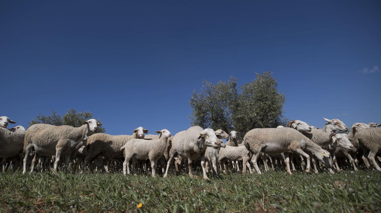 Investigan a una persona en Ávila por el «atropello intencionado» de tres ovejas