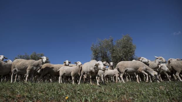 Investigan a una persona en Ávila por el «atropello intencionado» de tres ovejas