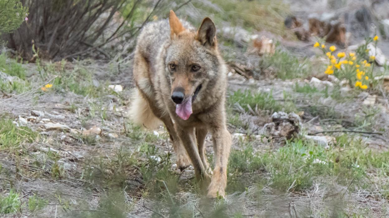 El TSJ de Castilla y León se «adapta» al Supremo y rechaza suspender la caza del lobo al norte del Duero