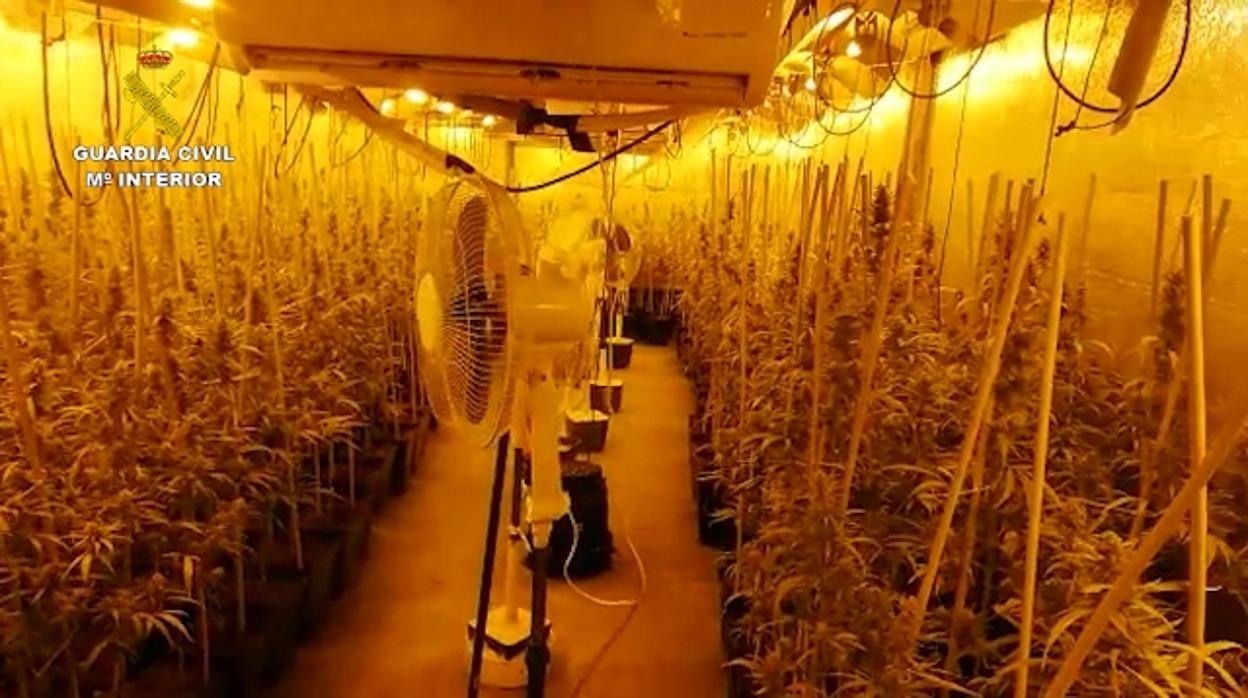 Desmantelan una plantación con 1.394 plantas de marihuana tras el incendio en una vivienda en Las Merindades (Burgos)