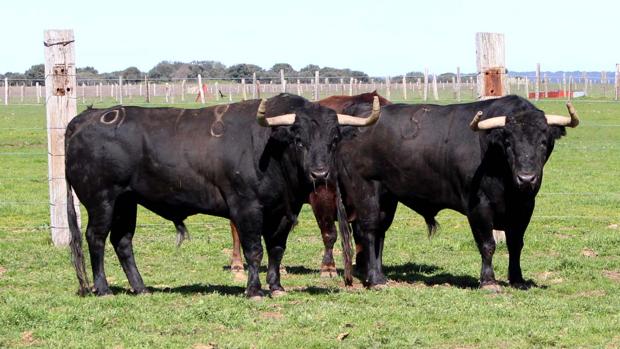 Los ganaderos ensalzan el papel de la Casa Real en la defensa de la tauromaquía