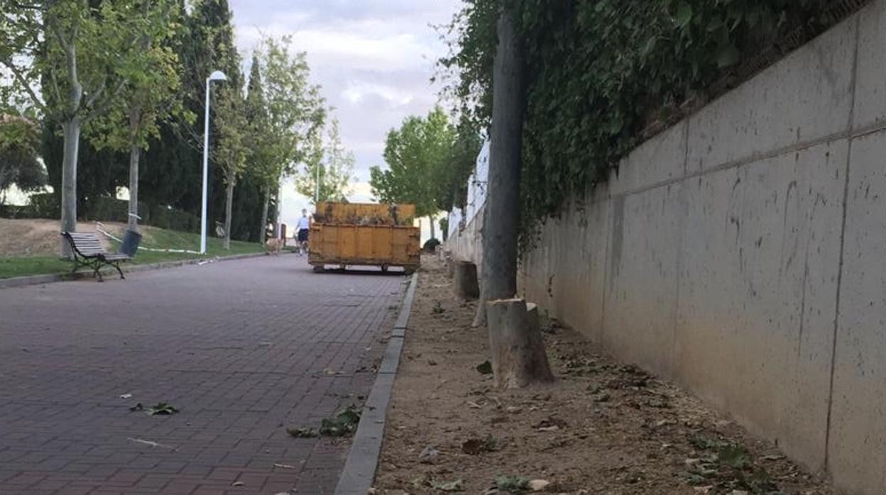 El Ayuntamiento tala varios árboles en el parque de Bélgica «por seguridad»