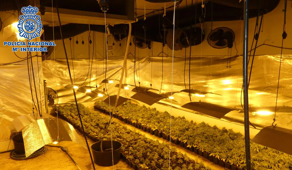 Las plantas pertenecían a una variedad de cannabis que permitía un desarrollo rápido y abundante