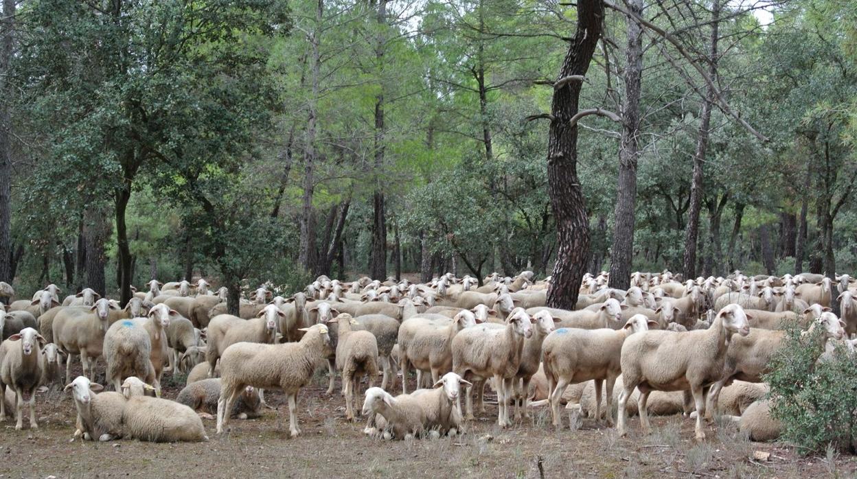 Varias ovejas pastan en una zona arbolada