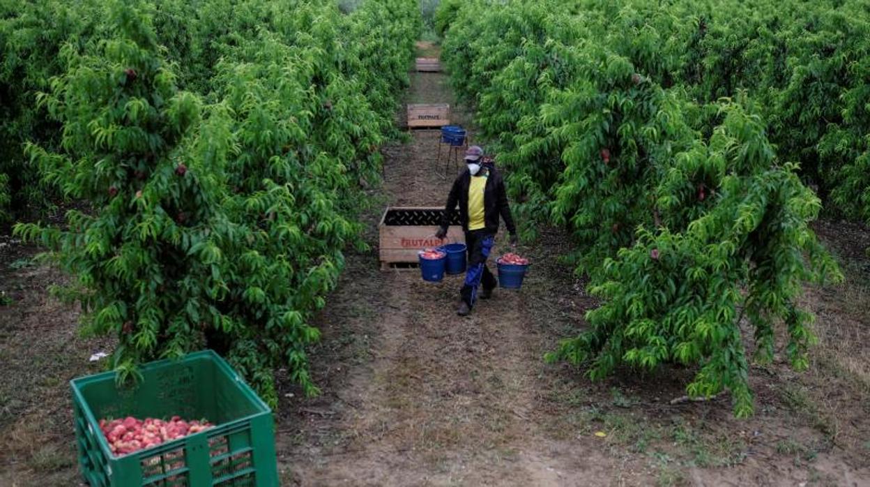 Campaña de la fruta, esta temporada en Lérida