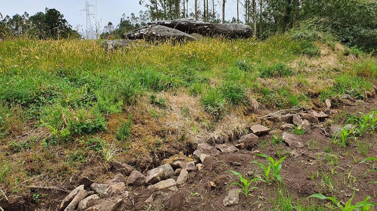 Plantación de maiz invadiendo la mámoa de A Pedra da Arca, en Vimianzo