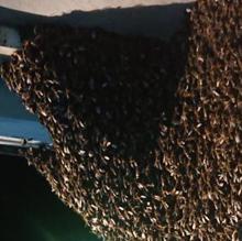 Retiran unos panales de abejas de un camión volcado en la N-122 a la altura de la entrada de Soria