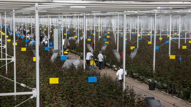 La norteamericana Full Moon compra Aleia Roses y a partir de 2021 comenzará a producir cannabis