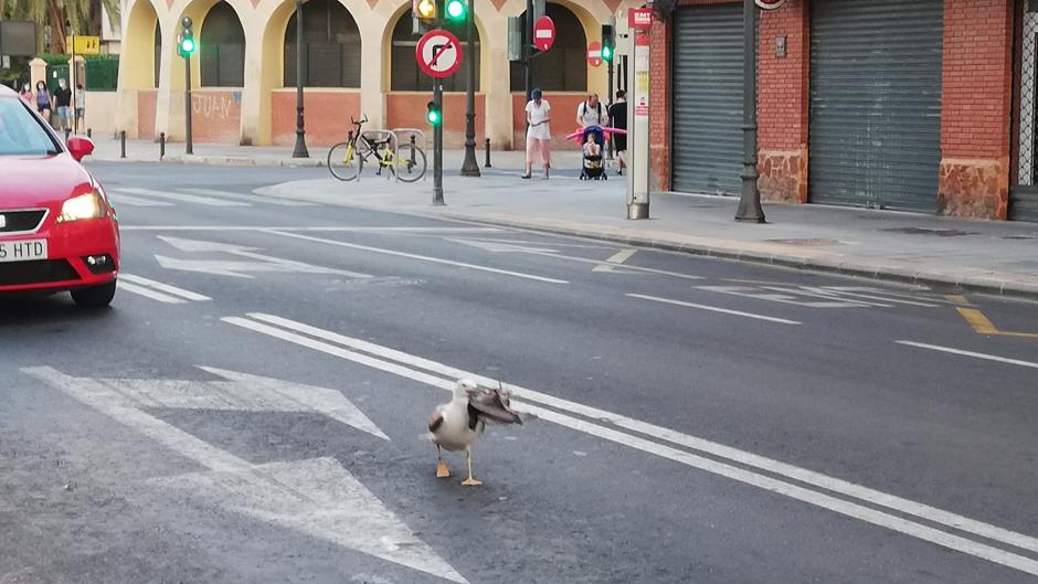 Vídeo: una gaviota devora a una paloma en plena calle en Valencia