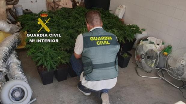Detenido en Alcaudete de la Jara por cultivar 16 plantas de marihuana