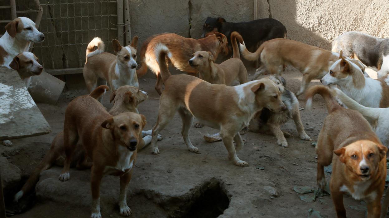 Perros de imagen de archivo