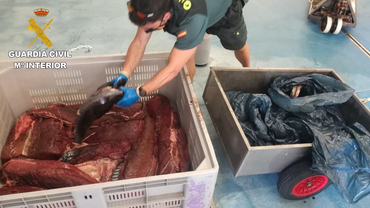 La captura de atún rojo está prohibida temporalmente por parada técnica