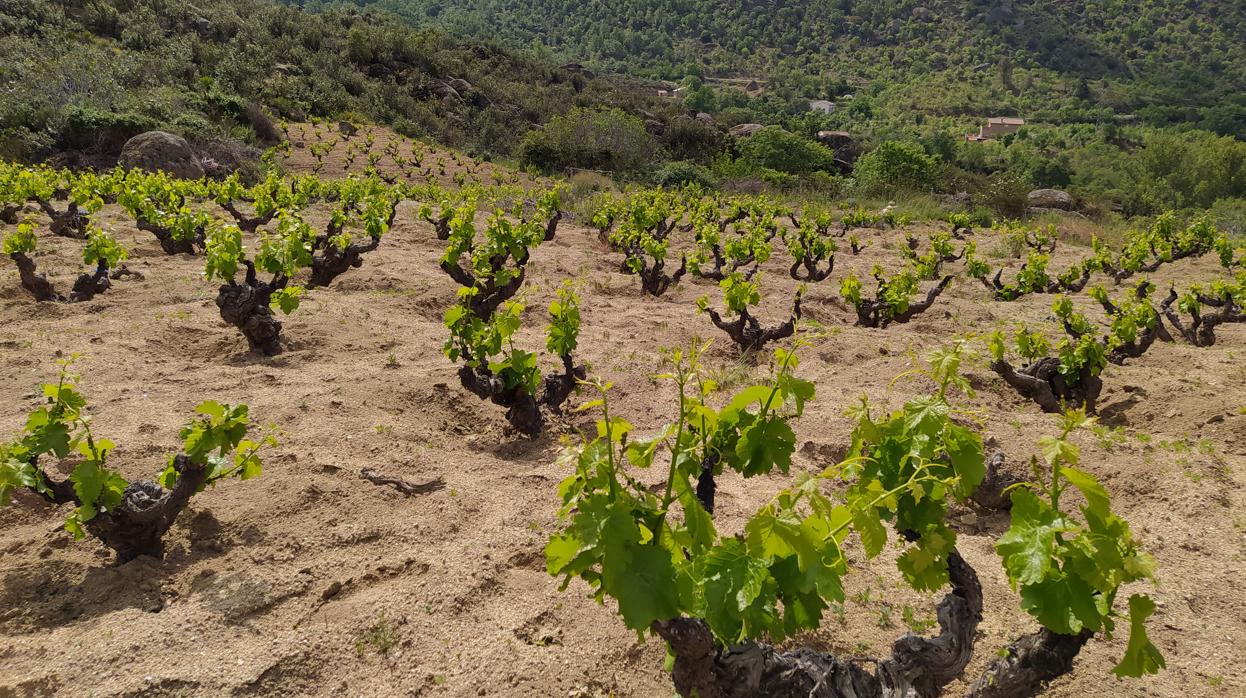 La Diputación de Ávila y la DOP Cebreros confían en alcanzar las mil hectáreas en dos años
