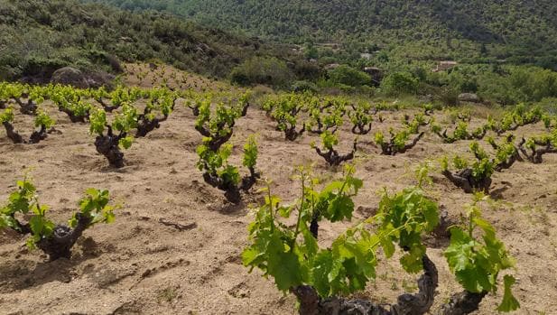 La Diputación de Ávila y la DOP Cebreros confían en alcanzar las mil hectáreas en dos años