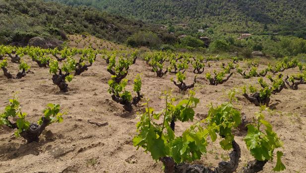 La Diputación de Ávila y la DOP Cebreros confían en alcanzar las mil hectáreas en dos años