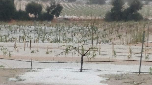 Los agricultores cifran en 30 millones las perdidas por la «peor» tormenta de pedrisco en Utiel-Requena